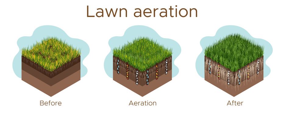 Lawn Aeration